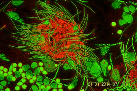Spermatozoi che lasciano il citoforo ( rosso )